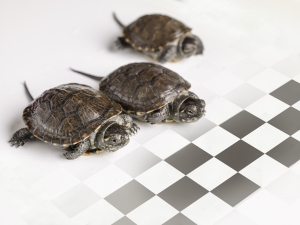 Turtle Race